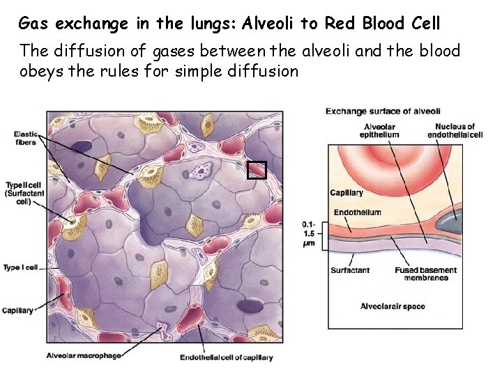 Gas exchange in the lungs: Alveoli to Red Blood Cell The diffusion of gases