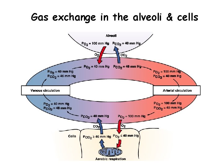 Gas exchange in the alveoli & cells 