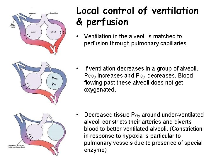 Local control of ventilation & perfusion • Ventilation in the alveoli is matched to