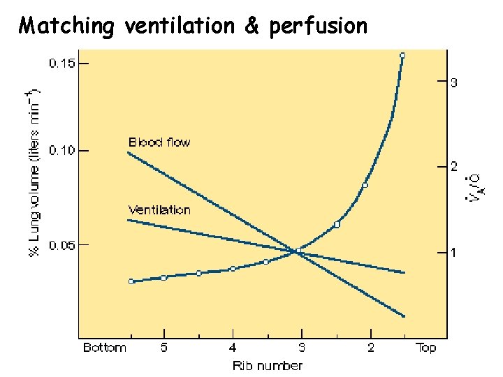 Matching ventilation & perfusion 