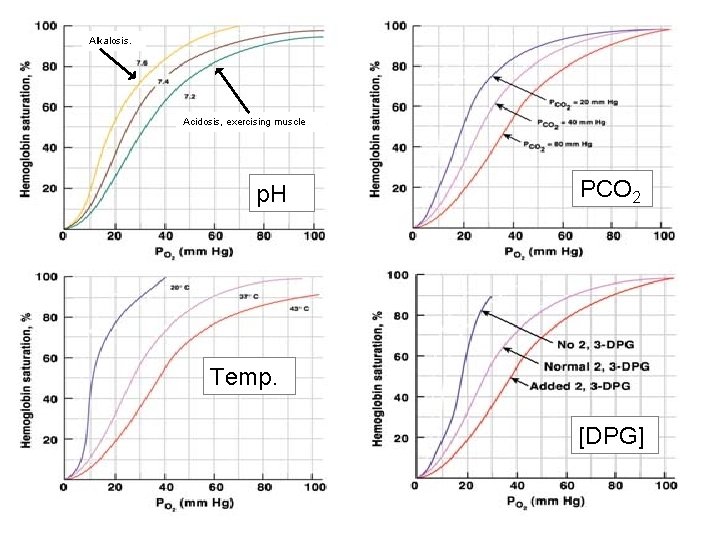 Alkalosis. Acidosis, exercising muscle p. H PCO 2 Temp. [DPG] 