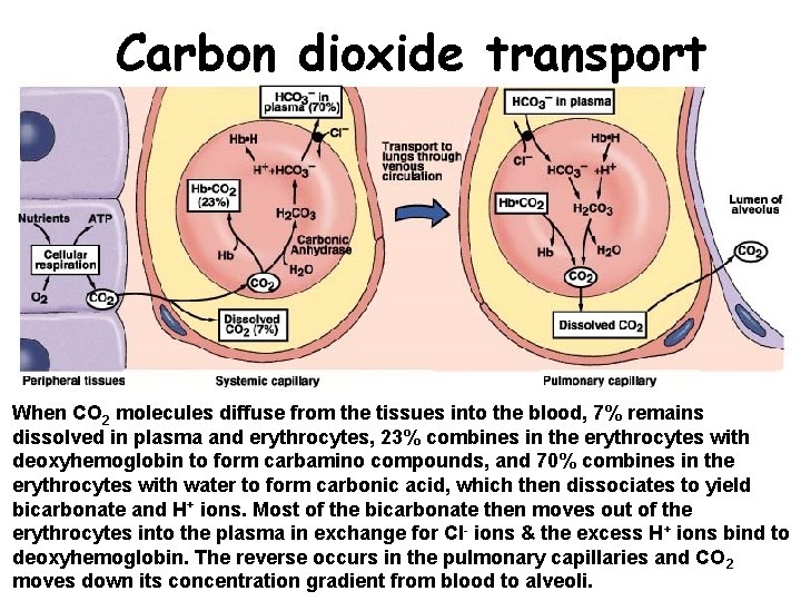Carbon dioxide transport When CO 2 molecules diffuse from the tissues into the blood,