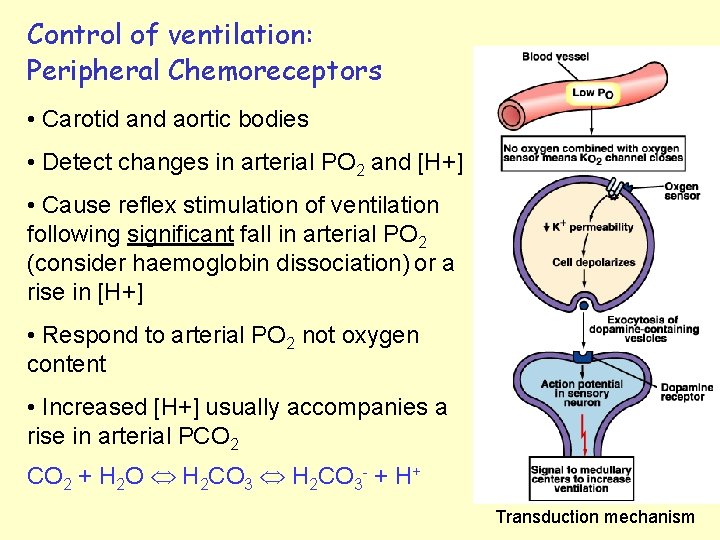 Control of ventilation: Peripheral Chemoreceptors • Carotid and aortic bodies • Detect changes in