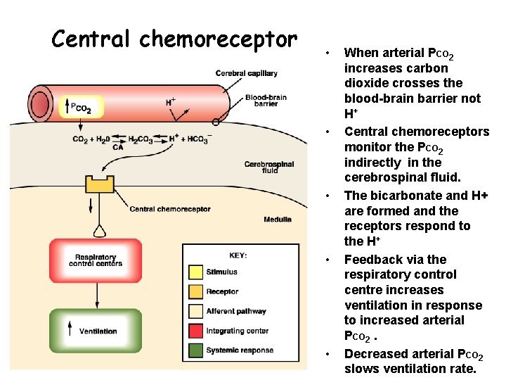 Central chemoreceptor • • • When arterial PCO 2 increases carbon dioxide crosses the