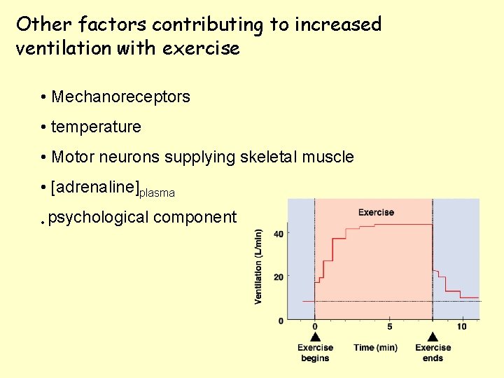 Other factors contributing to increased ventilation with exercise • Mechanoreceptors • temperature • Motor