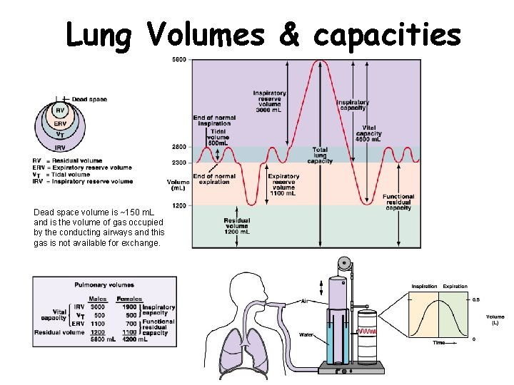 Lung Volumes & capacities Dead space volume is ~150 m. L and is the