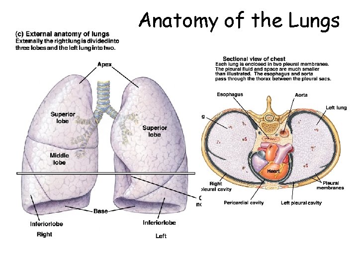 Anatomy of the Lungs 