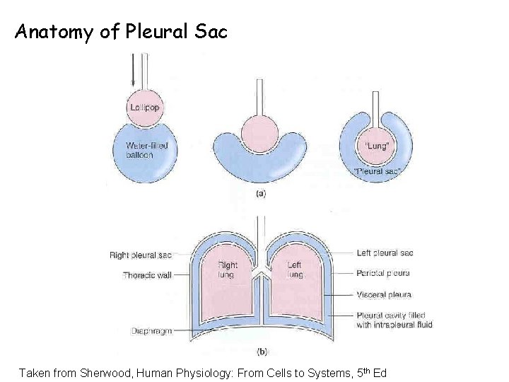 Anatomy of Pleural Sac Taken from Sherwood, Human Physiology: From Cells to Systems, 5