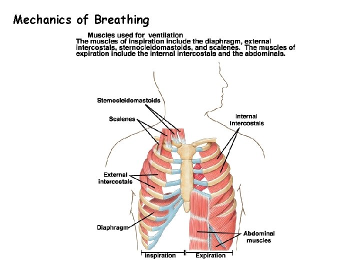 Mechanics of Breathing 