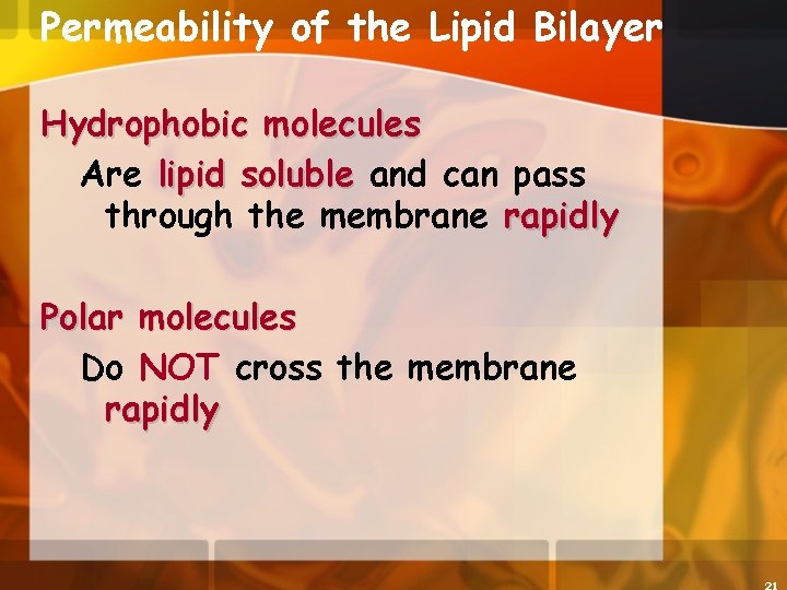 Permeability of the Lipid Bilayer Hydrophobic molecules Are lipid soluble and can pass through