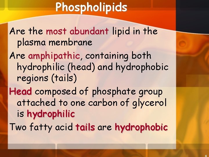 Phospholipids Are the most abundant lipid in the plasma membrane Are amphipathic, amphipathic containing