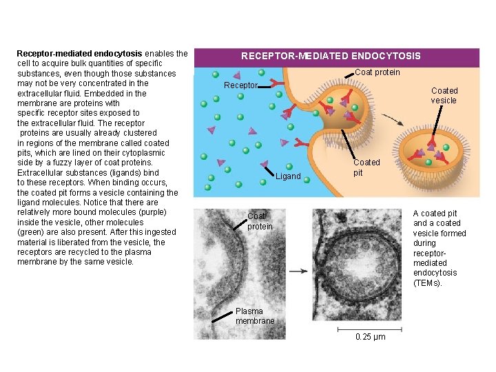 Receptor-mediated endocytosis enables the cell to acquire bulk quantities of specific substances, even though