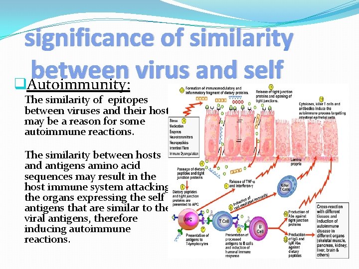 significance of similarity between virus and self q. Autoimmunity: The similarity of epitopes between