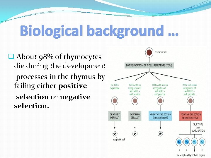 Biological background … q About 98% of thymocytes die during the development processes in