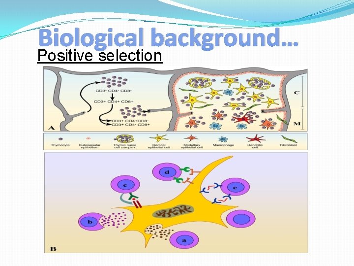 Biological background… Positive selection 