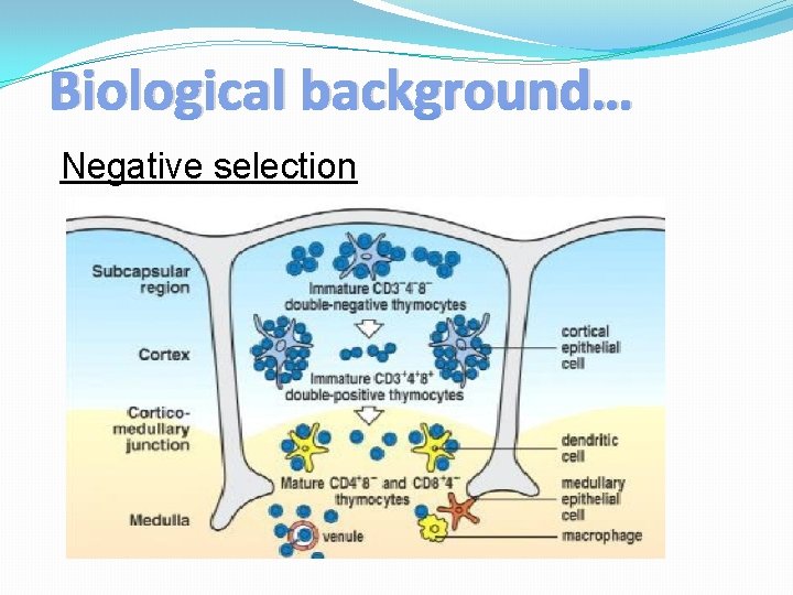 Biological background… Negative selection 