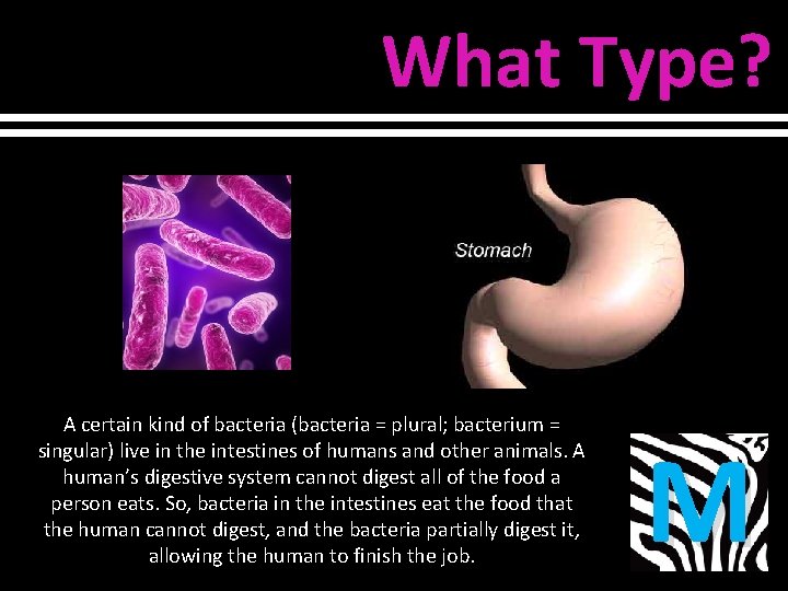 What Type? A certain kind of bacteria (bacteria = plural; bacterium = singular) live