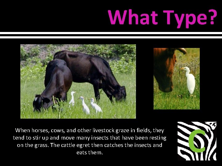 What Type? When horses, cows, and other livestock graze in fields, they tend to