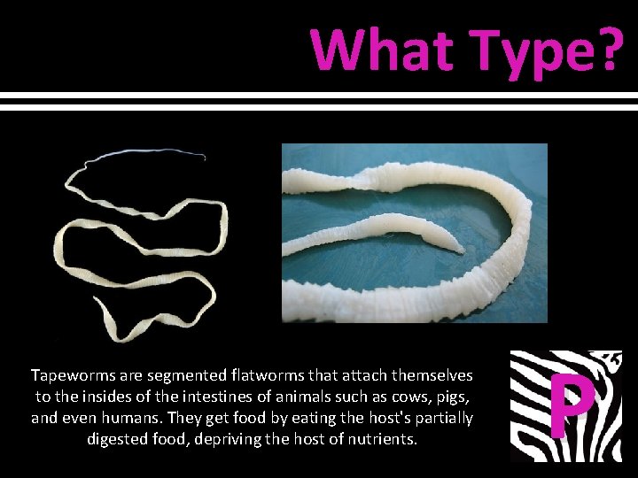 What Type? Tapeworms are segmented flatworms that attach themselves to the insides of the