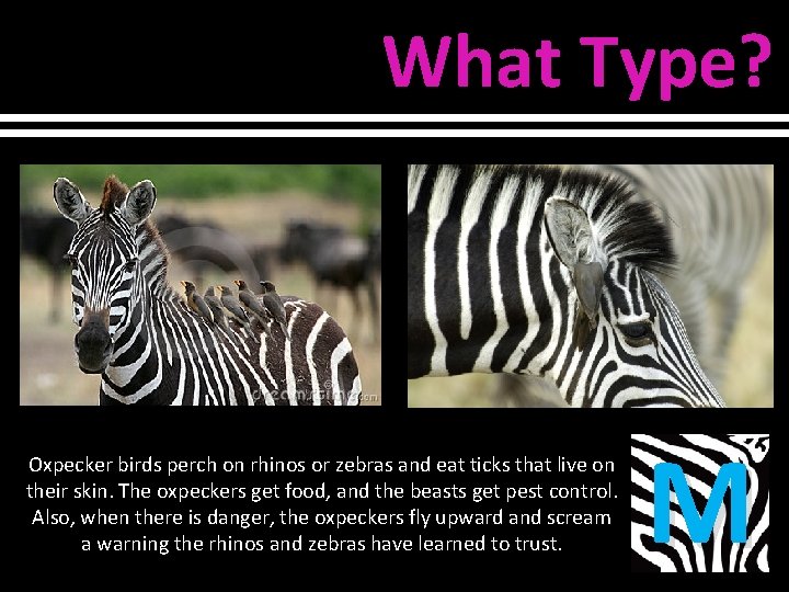 What Type? Oxpecker birds perch on rhinos or zebras and eat ticks that live