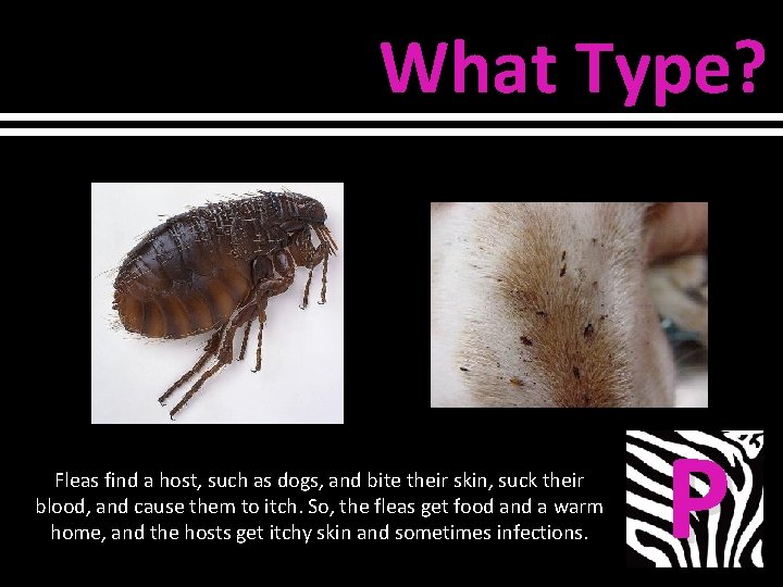 What Type? Fleas find a host, such as dogs, and bite their skin, suck