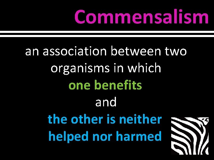 Commensalism an association between two organisms in which one benefits and the other is