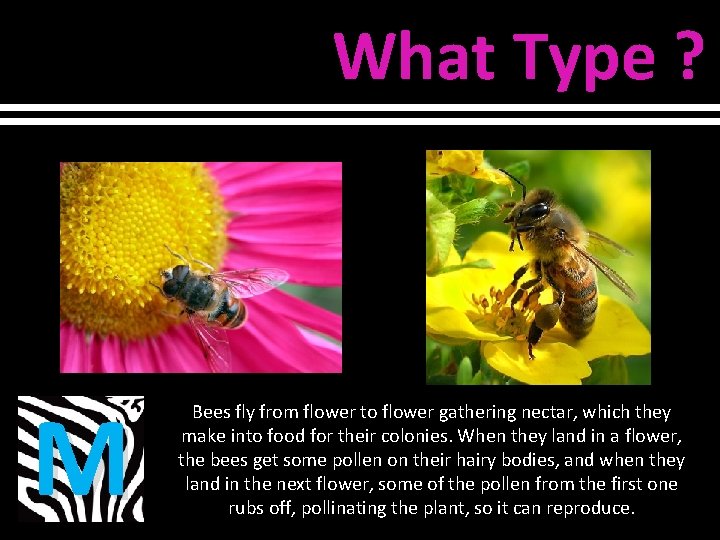 What Type ? M Bees fly from flower to flower gathering nectar, which they