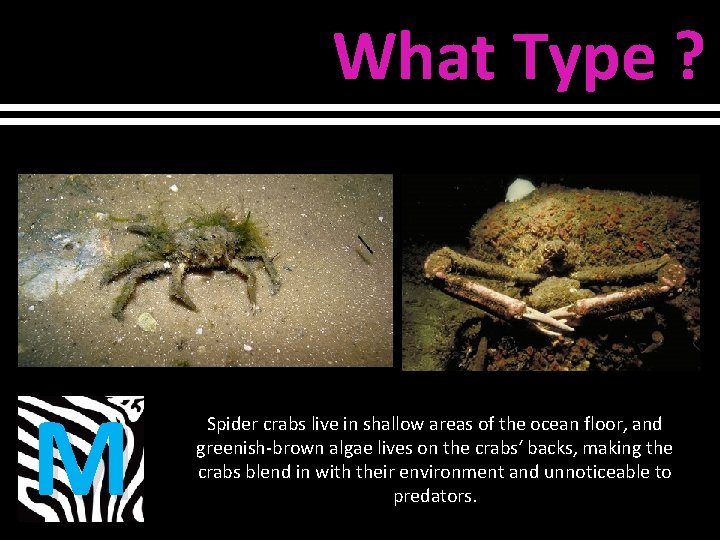 What Type ? M Spider crabs live in shallow areas of the ocean floor,