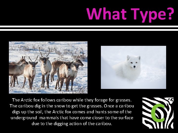 What Type? The Arctic fox follows caribou while they forage for grasses. The caribou