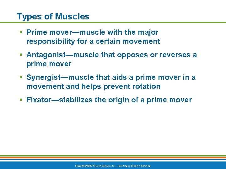 Types of Muscles § Prime mover—muscle with the major responsibility for a certain movement