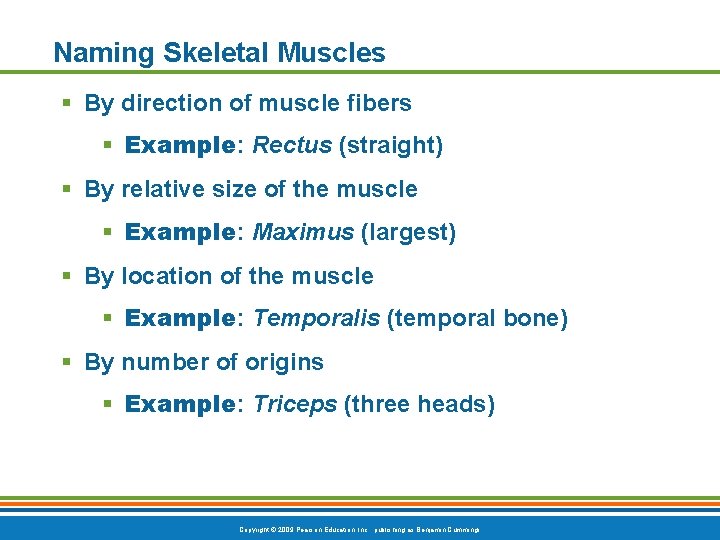 Naming Skeletal Muscles § By direction of muscle fibers § Example: Rectus (straight) §