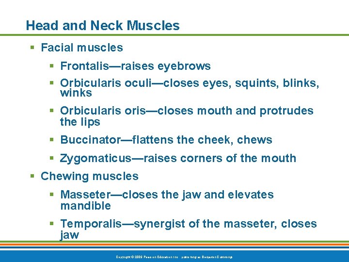 Head and Neck Muscles § Facial muscles § Frontalis—raises eyebrows § Orbicularis oculi—closes eyes,