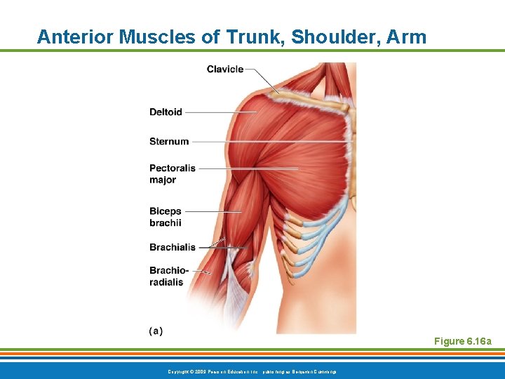 Anterior Muscles of Trunk, Shoulder, Arm Figure 6. 16 a Copyright © 2009 Pearson