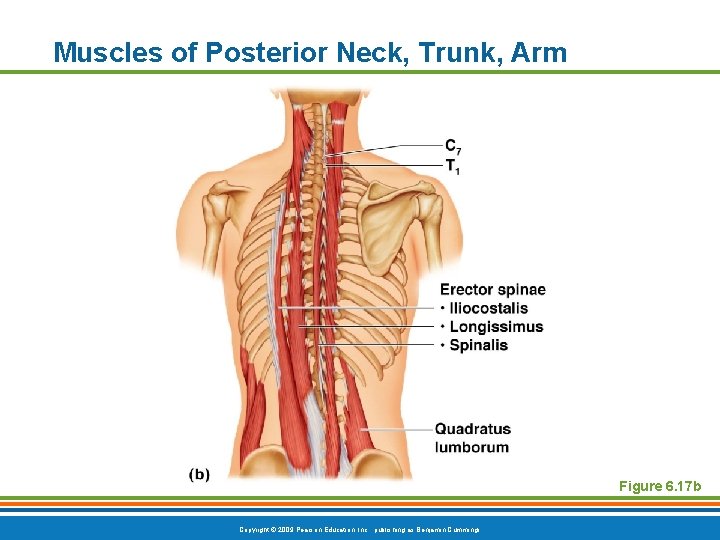 Muscles of Posterior Neck, Trunk, Arm Figure 6. 17 b Copyright © 2009 Pearson