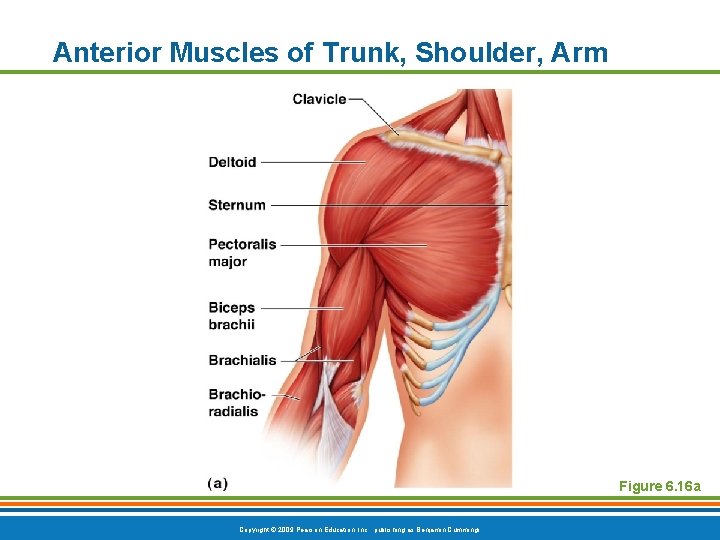 Anterior Muscles of Trunk, Shoulder, Arm Figure 6. 16 a Copyright © 2009 Pearson