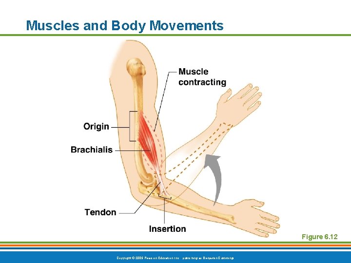 Muscles and Body Movements Figure 6. 12 Copyright © 2009 Pearson Education, Inc. ,