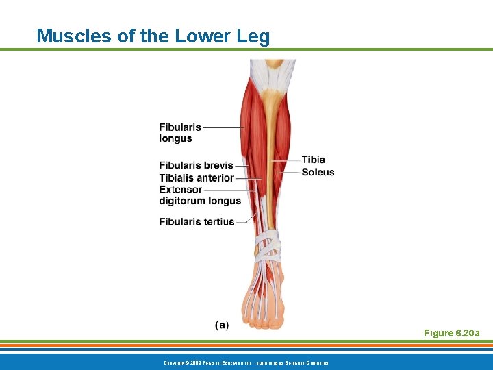 Muscles of the Lower Leg Figure 6. 20 a Copyright © 2009 Pearson Education,