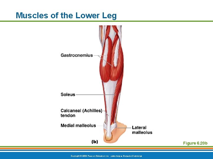 Muscles of the Lower Leg Figure 6. 20 b Copyright © 2009 Pearson Education,