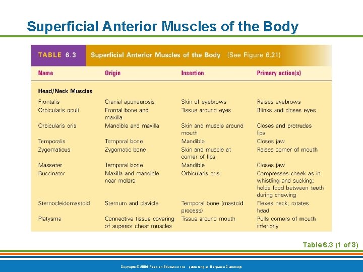 Superficial Anterior Muscles of the Body Table 6. 3 (1 of 3) Copyright ©