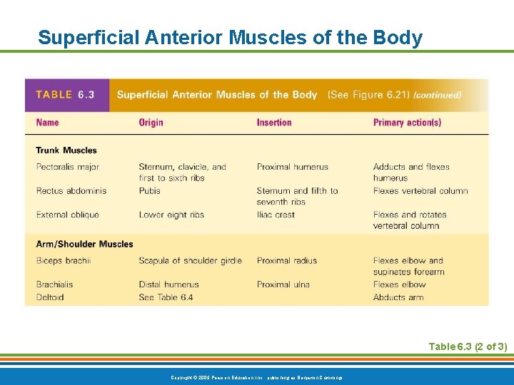 Superficial Anterior Muscles of the Body Table 6. 3 (2 of 3) Copyright ©
