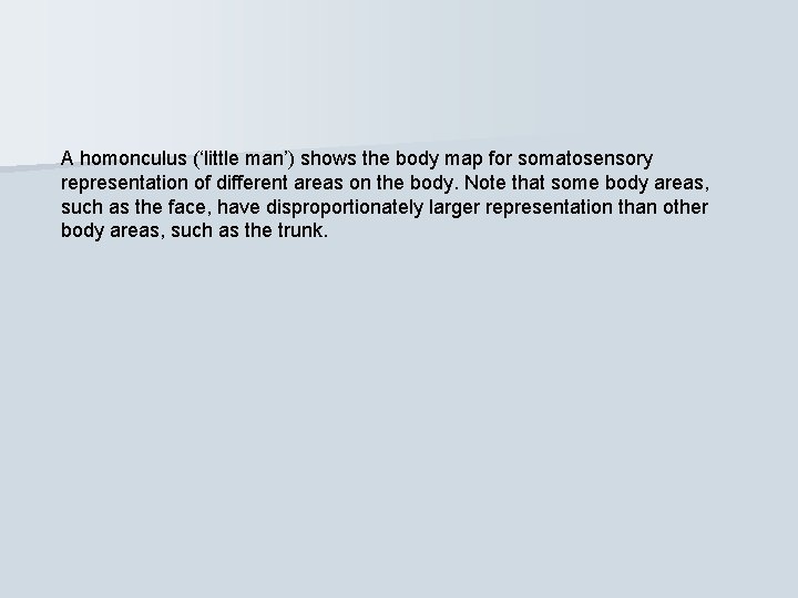 A homonculus (‘little man’) shows the body map for somatosensory representation of different areas