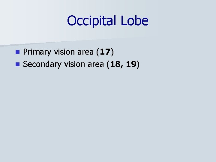 Occipital Lobe Primary vision area (17) n Secondary vision area (18, 19) n 