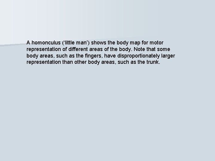 A homonculus (‘little man’) shows the body map for motor representation of different areas
