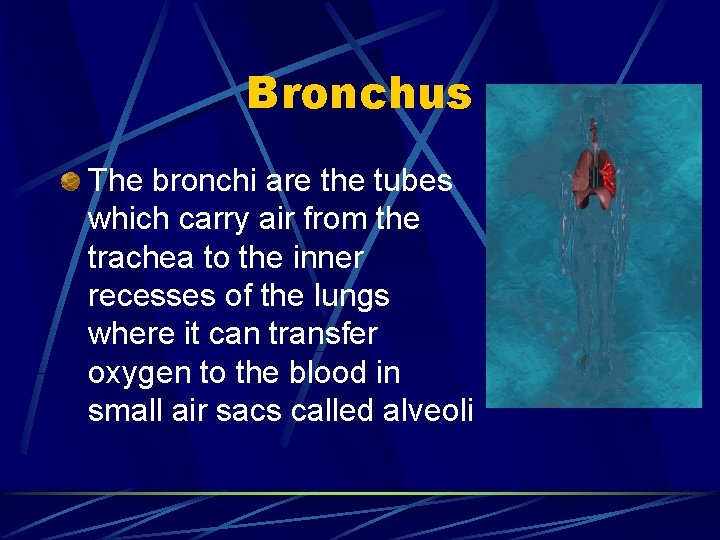 Bronchus The bronchi are the tubes which carry air from the trachea to the