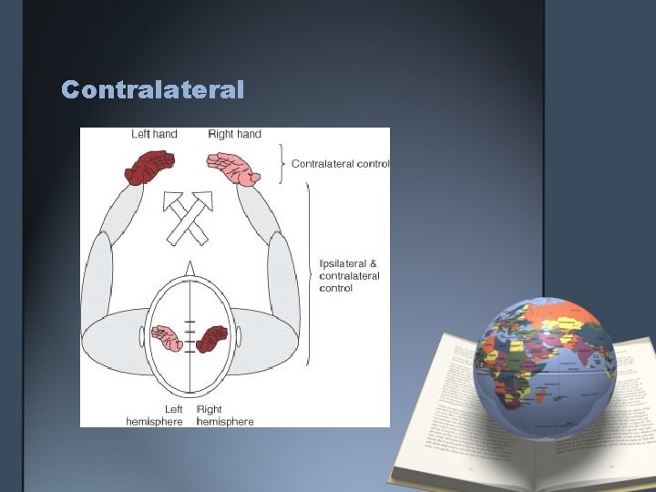 Contralateral Contralateral