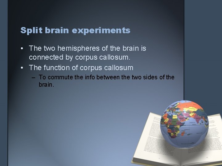 Split brain experiments • The two hemispheres of the brain is connected by corpus Split brain experiments • The two hemispheres of the brain is connected by corpus