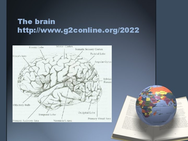 The brain http: //www. g 2 conline. org/2022 The brain http: //www. g 2 conline. org/2022