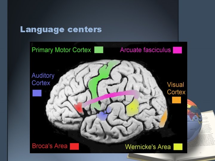Language centers 