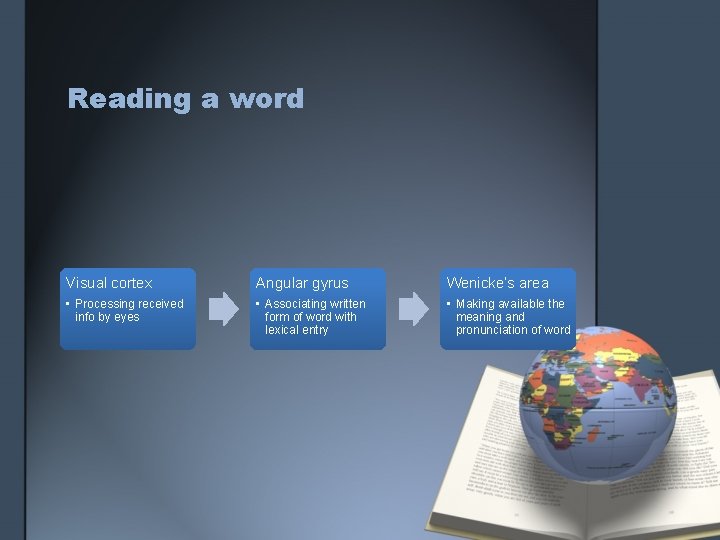 Reading a word Visual cortex Angular gyrus Wenicke’s area • Processing received info by