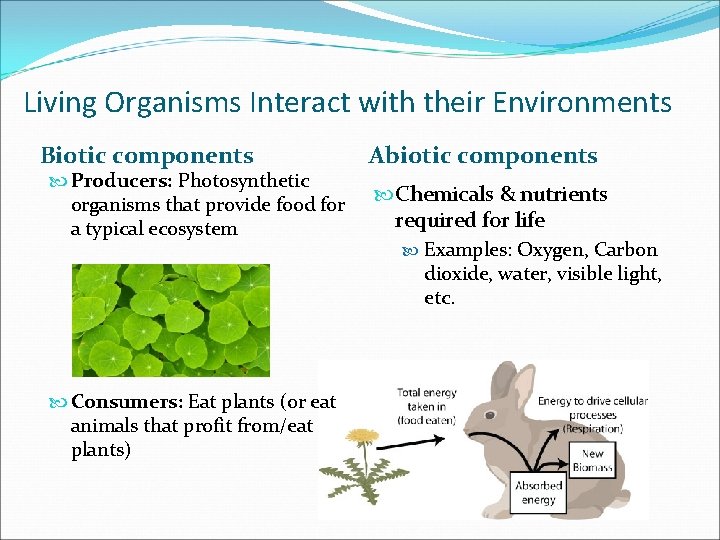 Living Organisms Interact with their Environments Biotic components Producers: Photosynthetic organisms that provide food